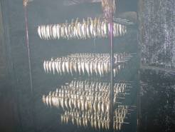 Fumage des sprats Fumage des sprats